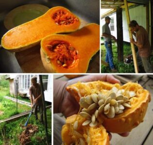 Butternut Squash Beauty and Starting a High Density Apple Orchard Image